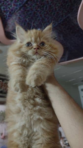 Persian kitten female ginger, 2 months old 4