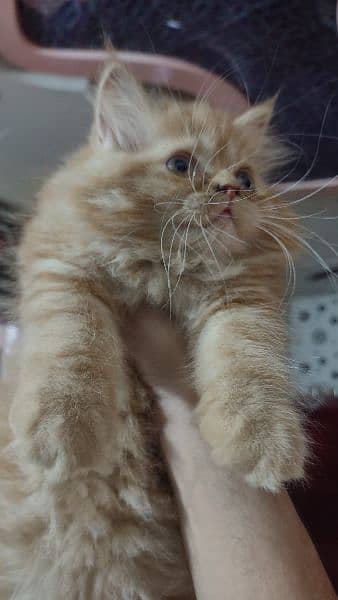 Persian kitten female ginger, 2 months old 5