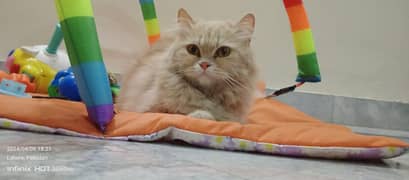 Cat | Kitten | Cat pair | Persian kitten | Tripple coat 0