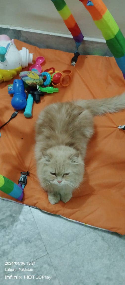 Cat | Kitten | Cat pair | Persian kitten | Tripple coat 3