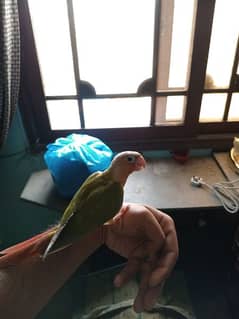 Pineapple Conure Flying and Hand Tame