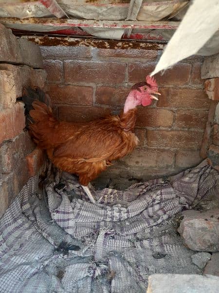 Young newly egg laying hens and 1 small patha for sale urgently 4