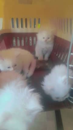 kittens available for sale