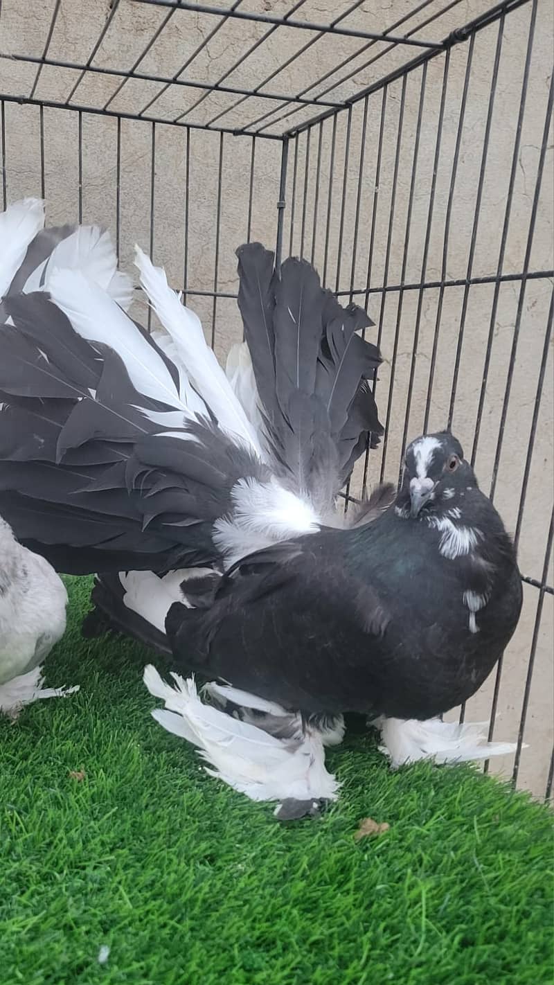 fancy pigeon | lucky kabuter | Indian Fantail | english fantail pigeon 8