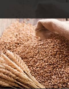 Wheat (gundum) Dilkash and Akbar verity 0