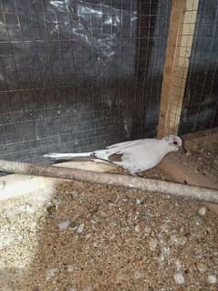 Pied Dove Breeder Pair Available for Sale