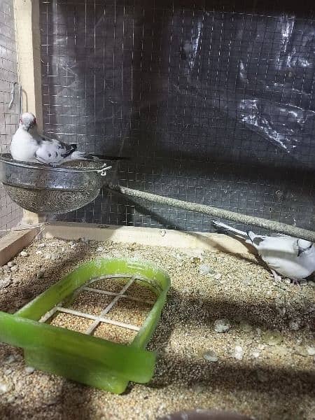 Pied Dove Breeder Pair Available for Sale 1