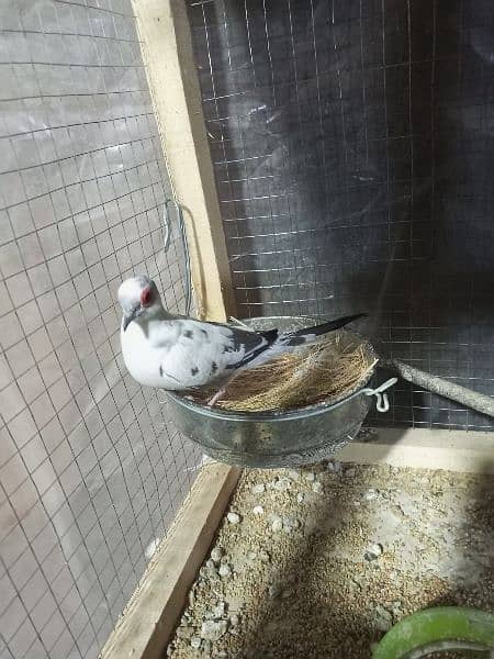Pied Dove Breeder Pair Available for Sale 2
