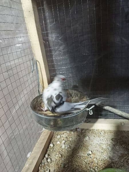 Pied Dove Breeder Pair Available for Sale 3