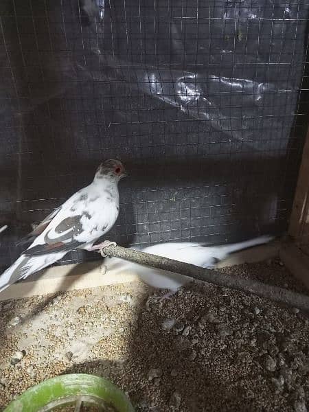 Pied Dove Breeder Pair Available for Sale 4