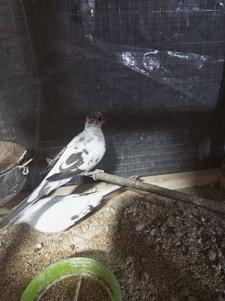 Pied Dove Breeder Pair Available for Sale 5