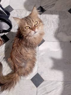 Persian female cat triple coated
