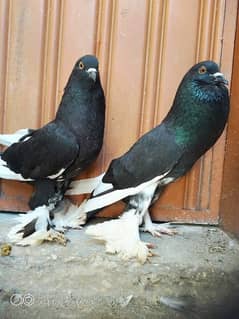 Gubara pigeon 0