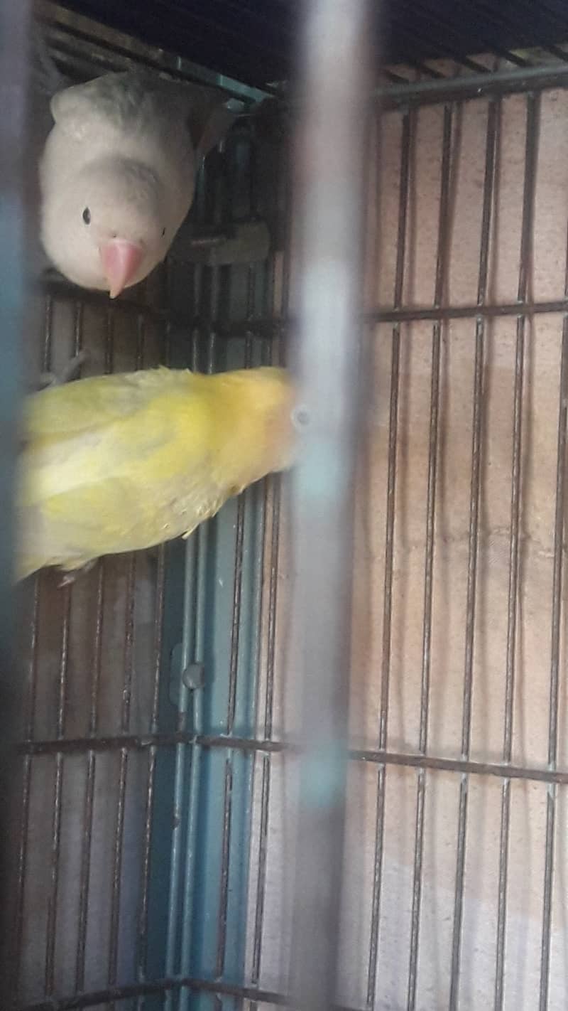 Lovebird for sale (Cremino & Albino) 1