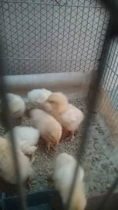 Golden Buff Male, golden buff, white buff and black buff chicks