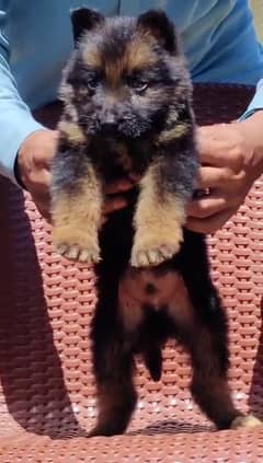 Adorable 2-Month-Old German Shepherd Puppy for Sale