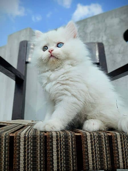 Persian Cat / Persian Kitten 0