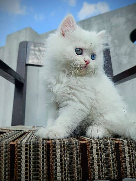 Persian Cat / Persian Kitten 1