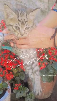 1 month kitten Baby