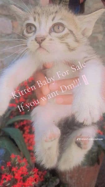 1 month kitten Baby 1