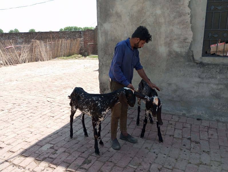 Goats for sale Male 4 0