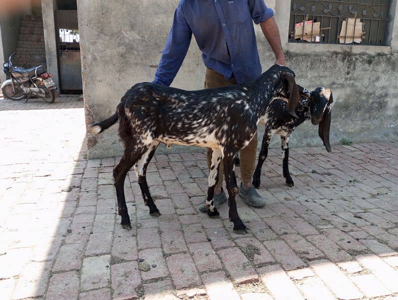 Goats for sale Male 4 1