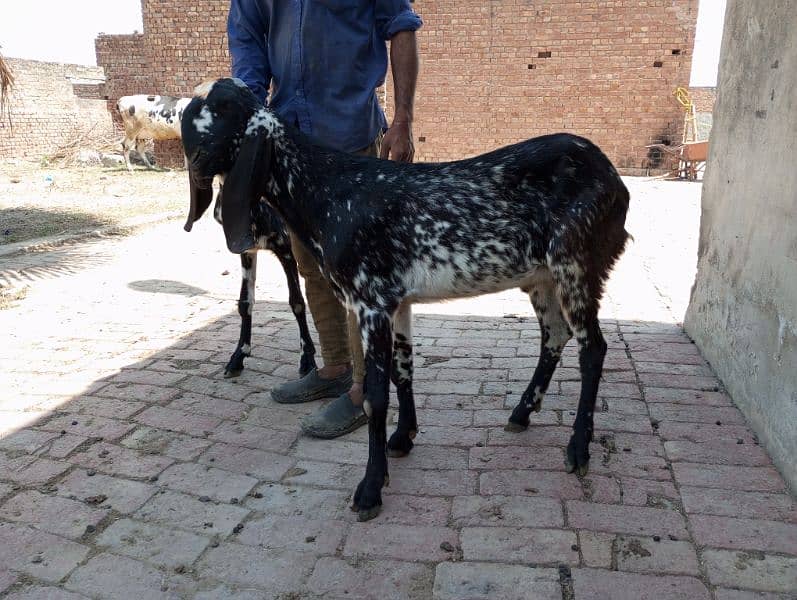 Goats for sale Male 4 2