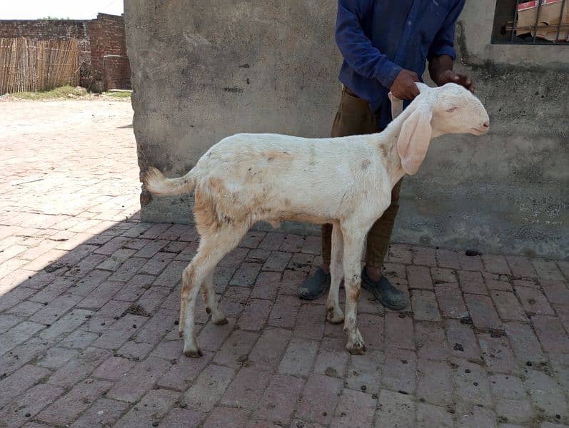 Goats for sale Male 4 6