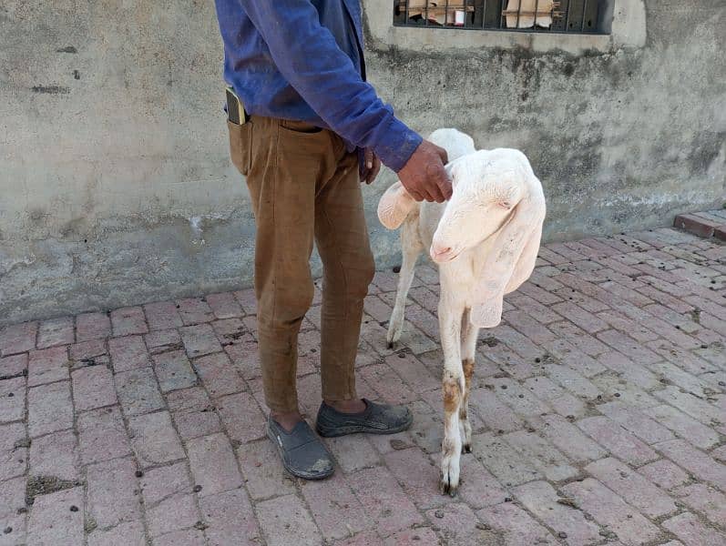 Goats for sale Male 4 7
