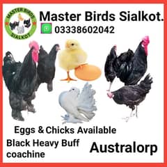 Black Heavy buff cochin and Australorp
 Top Quality chicks