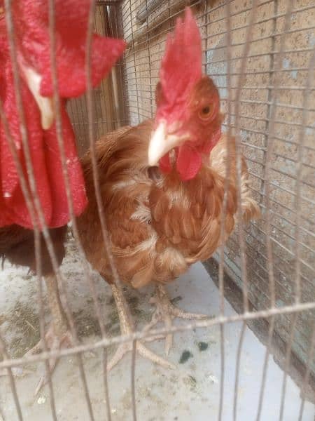 Desi murga murgi egg laying breeder pair for sale 1