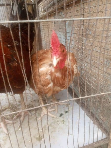 Desi murga murgi egg laying breeder pair for sale 2