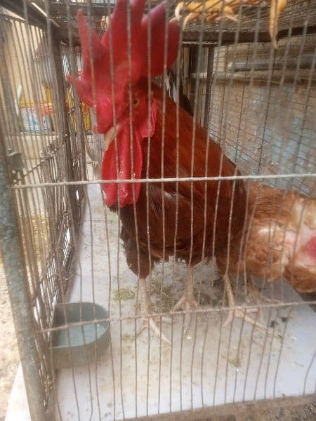 Desi murga murgi egg laying breeder pair for sale 3