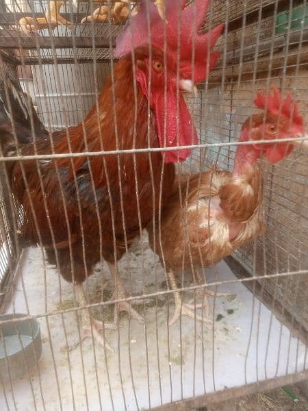 Desi murga murgi egg laying breeder pair for sale 4