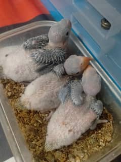Pahadi chicks