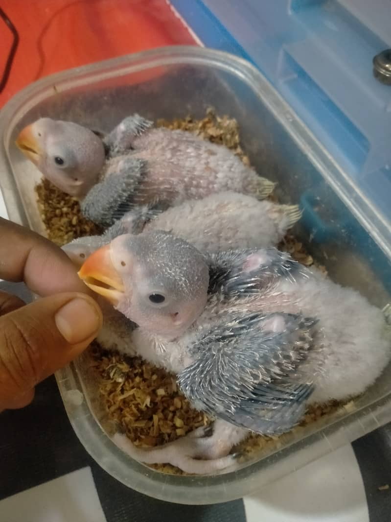 Pahadi chicks 1