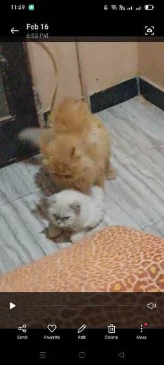 male available for meeting Persian and peki