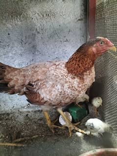 kurak Murgi with 4 chicks
