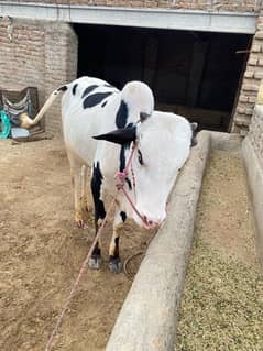 cow for qurbani white 0
