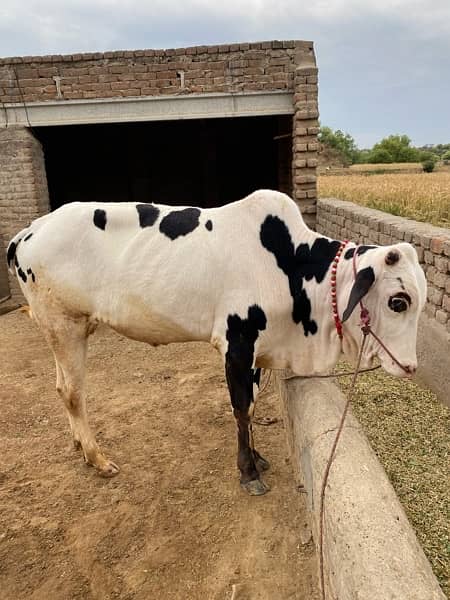 cow for qurbani white 3