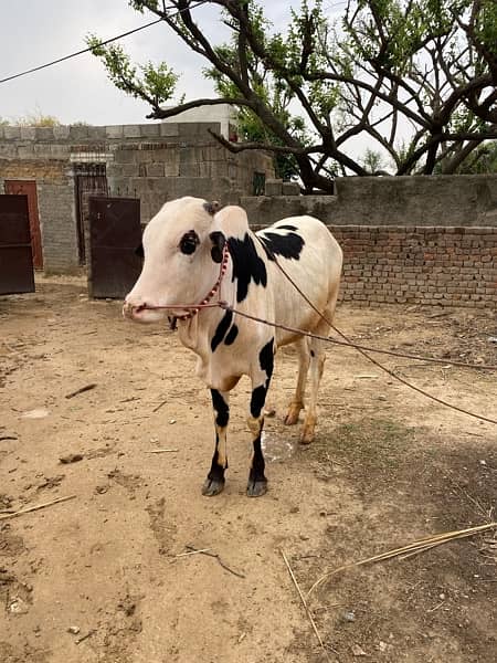 cow for qurbani white 6