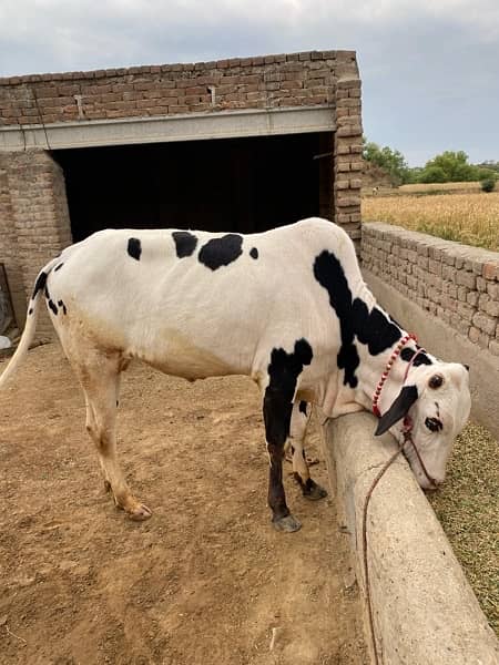 cow for qurbani white 9