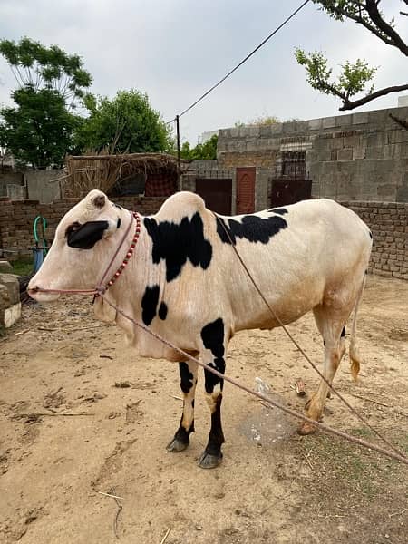 cow for qurbani white 10