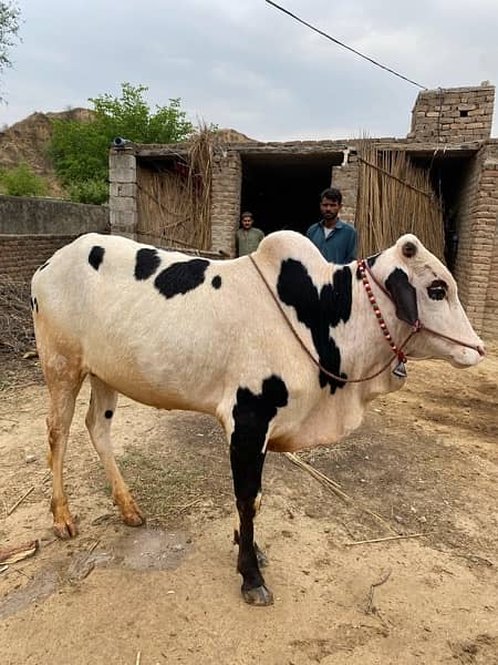 cow for qurbani white 11