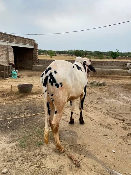 cow for qurbani white 12