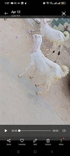 rajanpuri patt goat for sale