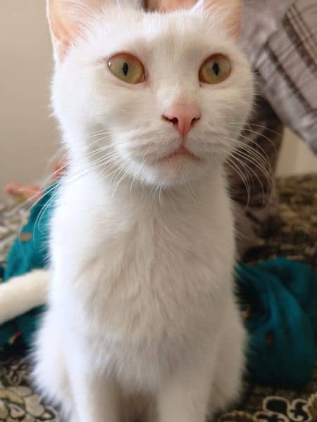 white female Persian cat forsale 0
