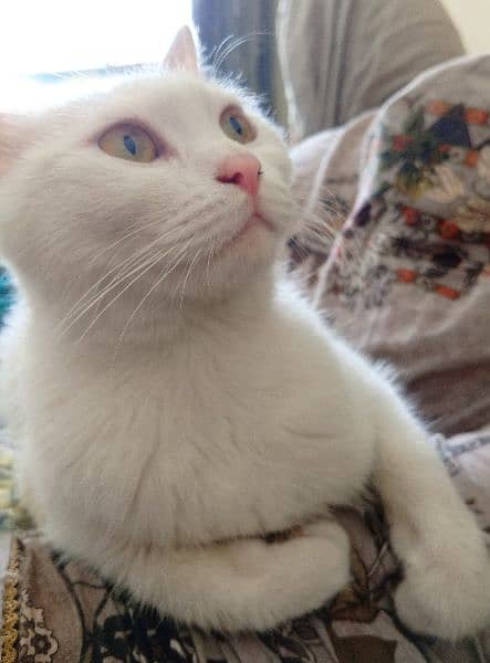 white female Persian cat forsale 1