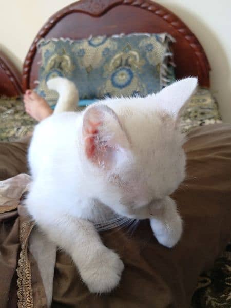 white female Persian cat forsale 2