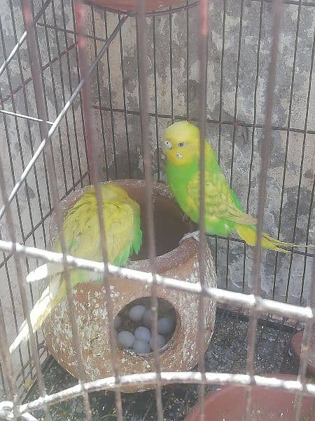 Australian parrot pairs 4